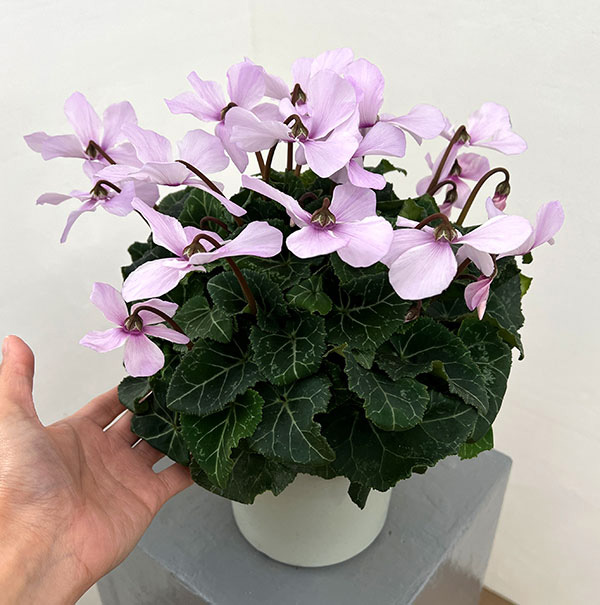 シクラメン:オートジャイロ(25-06)5号鉢植え【現品販売】