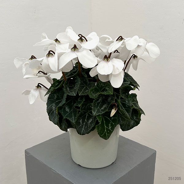 シクラメン：オートジャイロ（25-07）5号鉢植え【現品販売】