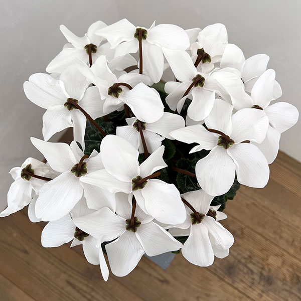 シクラメン：オートジャイロ（25-07）5号鉢植え【現品販売】