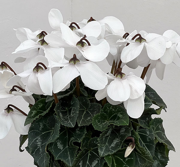 シクラメン：オートジャイロ（25-07）5号鉢植え【現品販売】