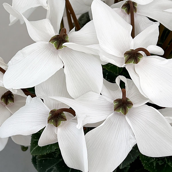 シクラメン：オートジャイロ（25-07）5号鉢植え【現品販売】