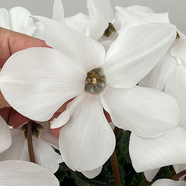 シクラメン：オートジャイロ（25-07）5号鉢植え【現品販売】