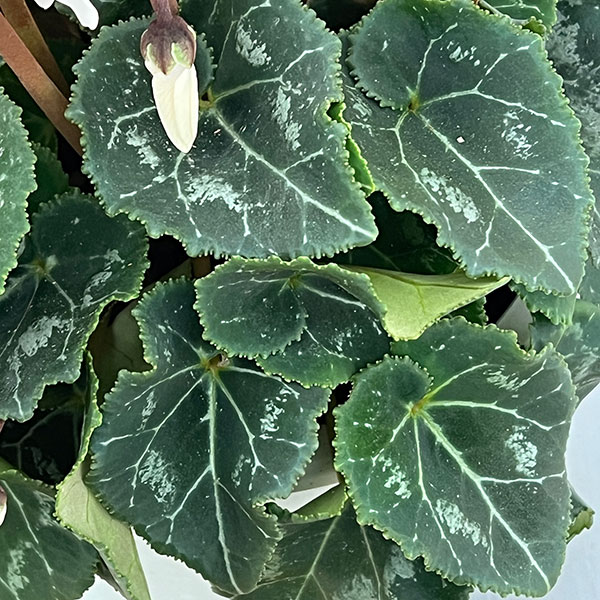 シクラメン：オートジャイロ（25-07）5号鉢植え【現品販売】