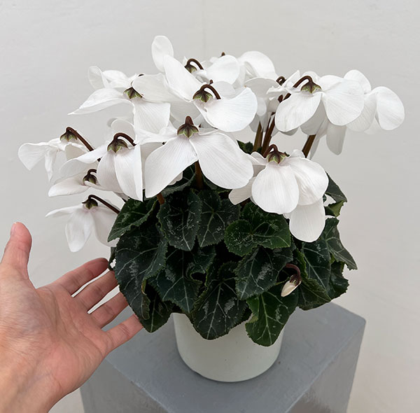 シクラメン：オートジャイロ（25-07）5号鉢植え【現品販売】