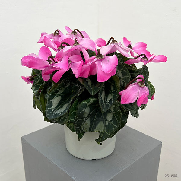 シクラメン：オートジャイロ（25-08）5号鉢植え【現品販売】