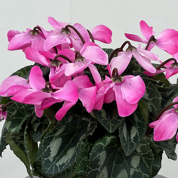 シクラメン：オートジャイロ（25-08）5号鉢植え【現品販売】