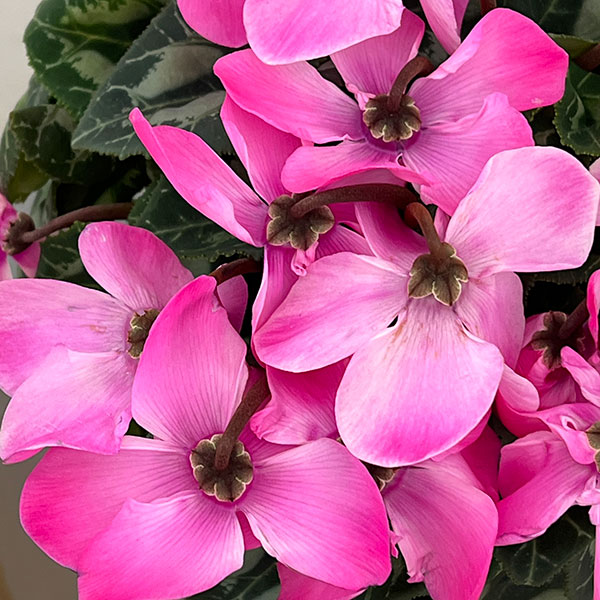 シクラメン：オートジャイロ（25-08）5号鉢植え【現品販売】