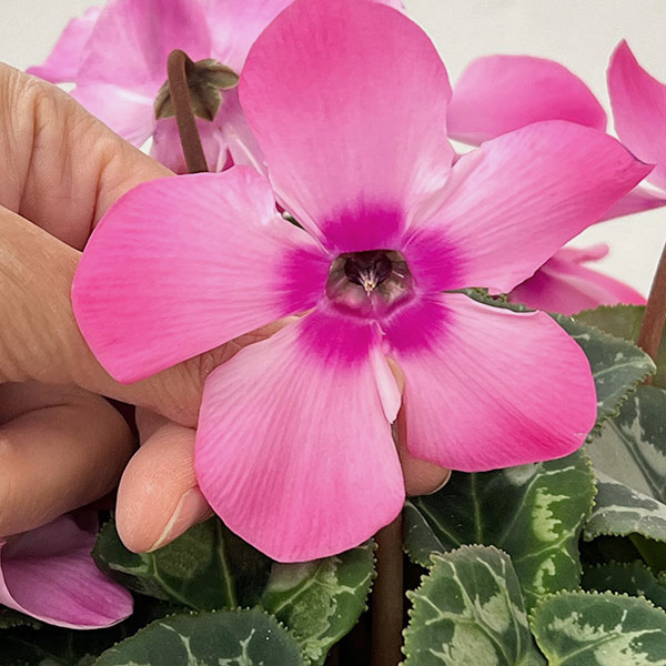 シクラメン：オートジャイロ（25-08）5号鉢植え【現品販売】