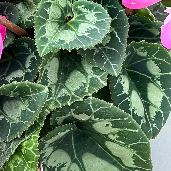 シクラメン：オートジャイロ（25-08）5号鉢植え【現品販売】