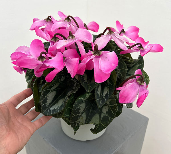 シクラメン：オートジャイロ（25-08）5号鉢植え【現品販売】