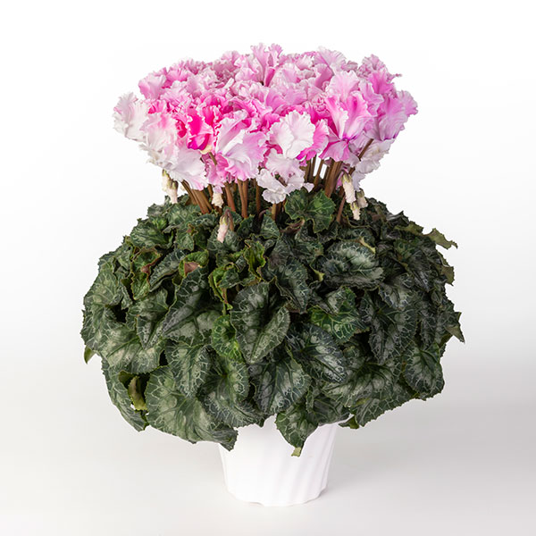 25-01：シクラメン：キャンディーケーン5号鉢植え・佐藤壮真氏