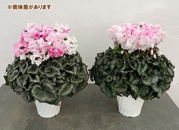 25-01：シクラメン：キャンディーケーン5号鉢植え・佐藤壮真氏