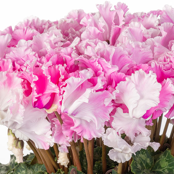 25-01：シクラメン：キャンディーケーン5号鉢植え・佐藤壮真氏