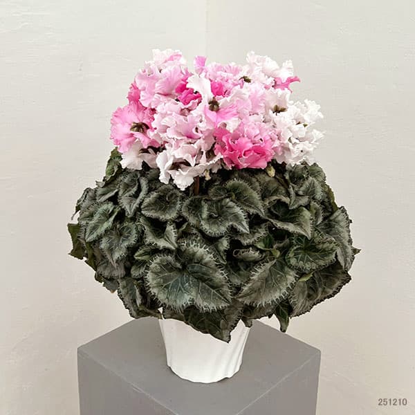 25-01：シクラメン：キャンディーケーン5号鉢植え・佐藤壮真氏