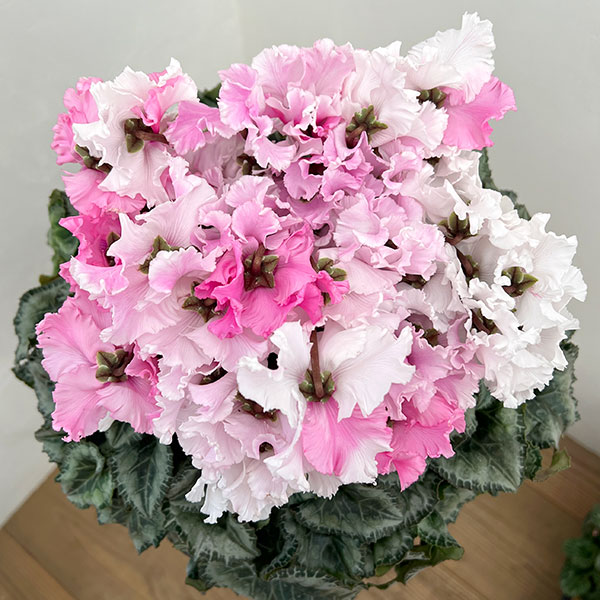 25-01：シクラメン：キャンディーケーン5号鉢植え・佐藤壮真氏