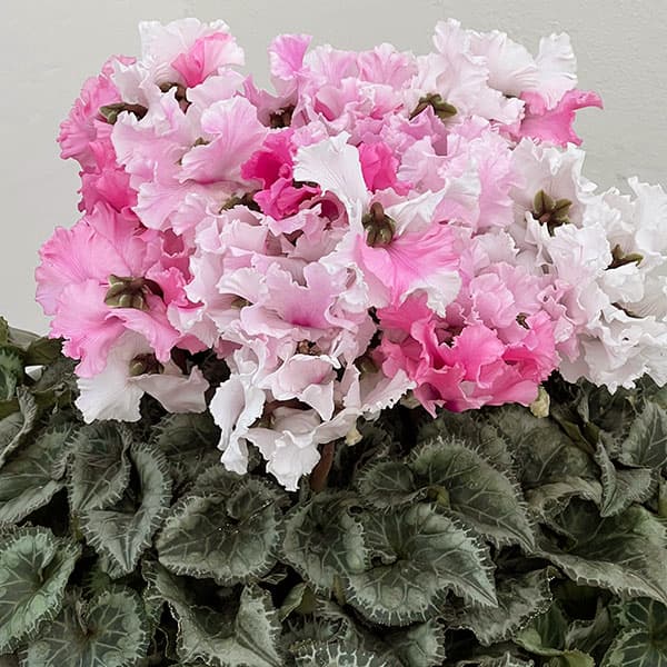 25-01：シクラメン：キャンディーケーン5号鉢植え・佐藤壮真氏