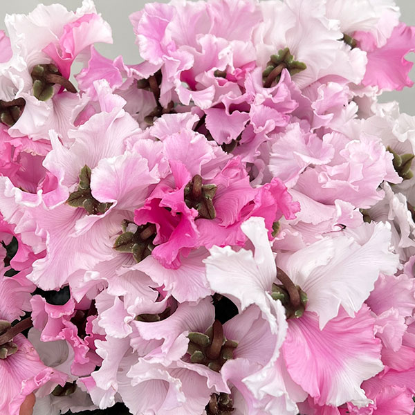 25-01：シクラメン：キャンディーケーン5号鉢植え・佐藤壮真氏