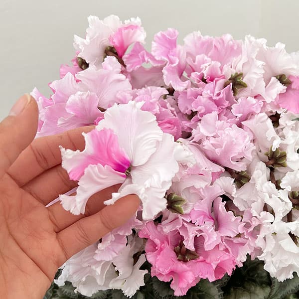 25-01：シクラメン：キャンディーケーン5号鉢植え・佐藤壮真氏