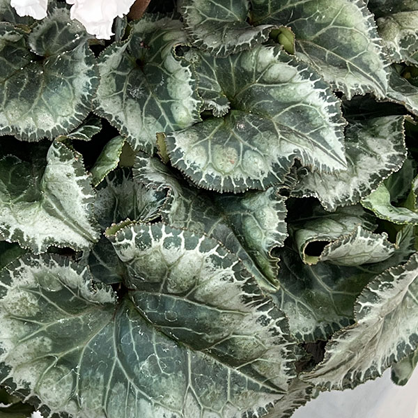 25-01：シクラメン：キャンディーケーン5号鉢植え・佐藤壮真氏