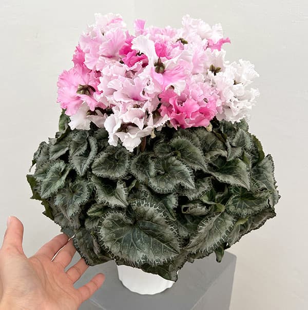 25-01：シクラメン：キャンディーケーン5号鉢植え・佐藤壮真氏