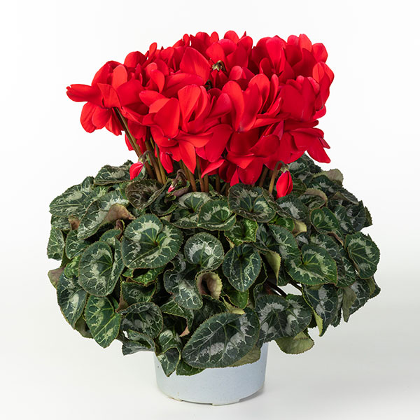 25-02：シクラメン：ヨハンシュトラウス6号鉢植え・小久保憲一氏