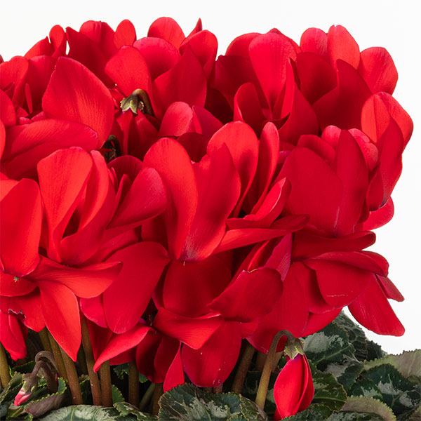 25-02：シクラメン：ヨハンシュトラウス6号鉢植え・小久保憲一氏