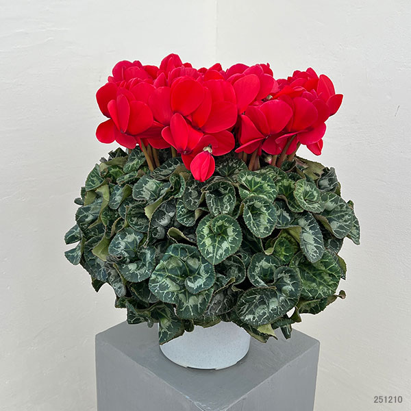 25-02：シクラメン：ヨハンシュトラウス6号鉢植え・小久保憲一氏