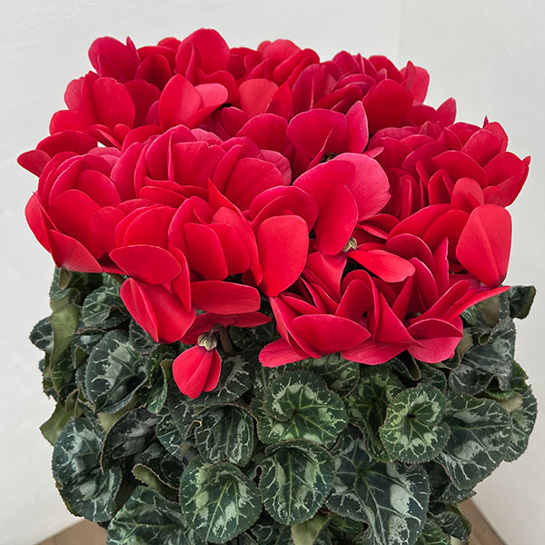 25-02：シクラメン：ヨハンシュトラウス6号鉢植え・小久保憲一氏