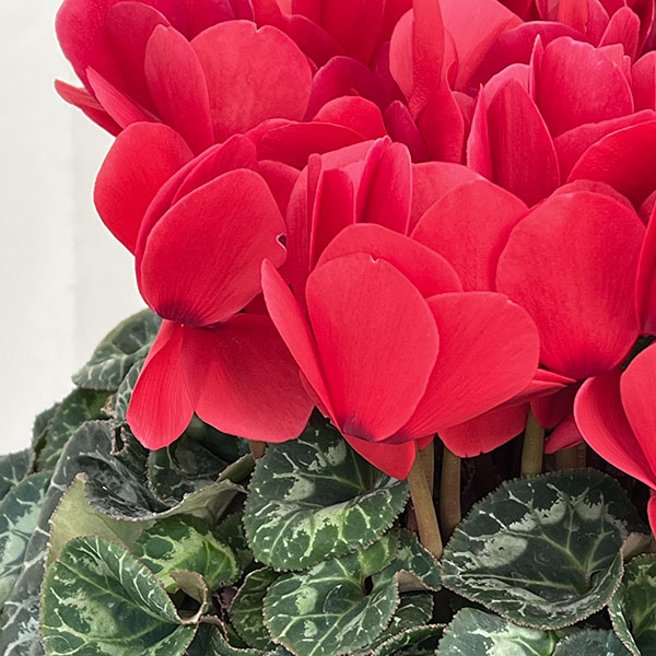 25-02：シクラメン：ヨハンシュトラウス6号鉢植え・小久保憲一氏