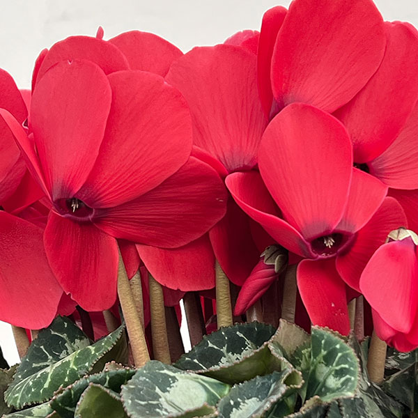 25-02：シクラメン：ヨハンシュトラウス6号鉢植え・小久保憲一氏