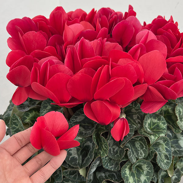 25-02：シクラメン：ヨハンシュトラウス6号鉢植え・小久保憲一氏