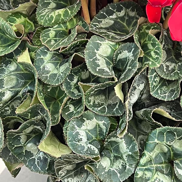 25-02：シクラメン：ヨハンシュトラウス6号鉢植え・小久保憲一氏