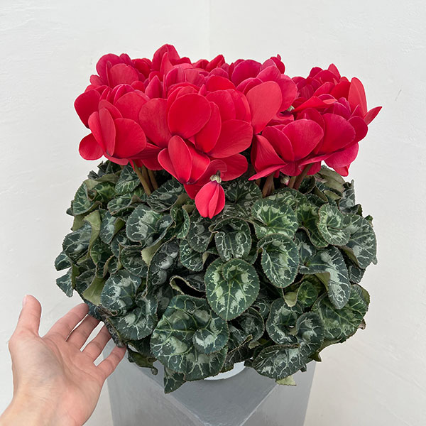 25-02：シクラメン：ヨハンシュトラウス6号鉢植え・小久保憲一氏