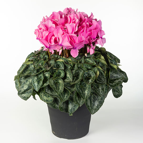 25-03：シクラメン：シューベルト8号鉢植え・福田桂祐氏