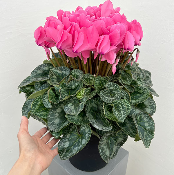 25-03：シクラメン：シューベルト8号鉢植え・福田桂祐氏