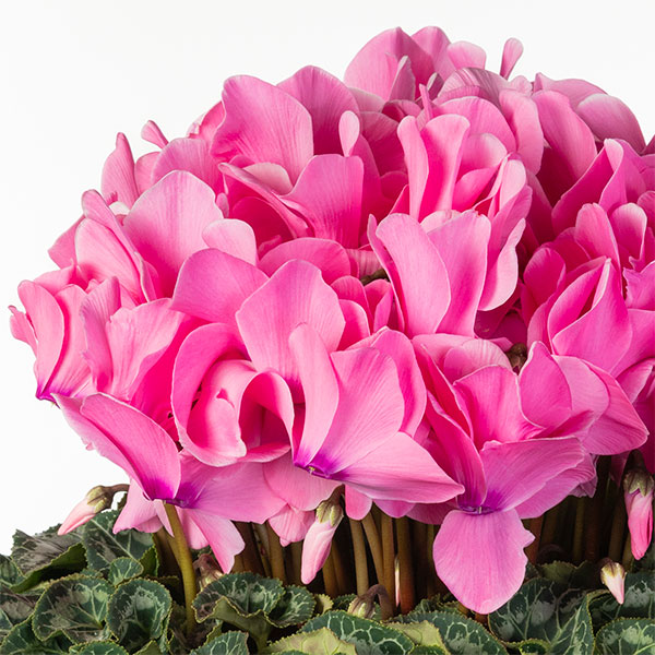 25-03：シクラメン：シューベルト8号鉢植え・福田桂祐氏