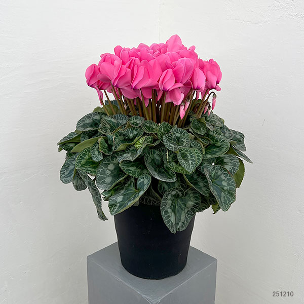 25-03：シクラメン：シューベルト8号鉢植え・福田桂祐氏