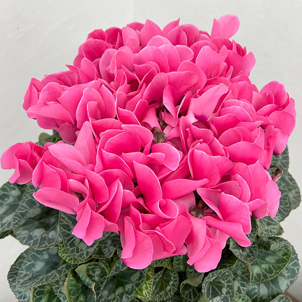 25-03：シクラメン：シューベルト8号鉢植え・福田桂祐氏