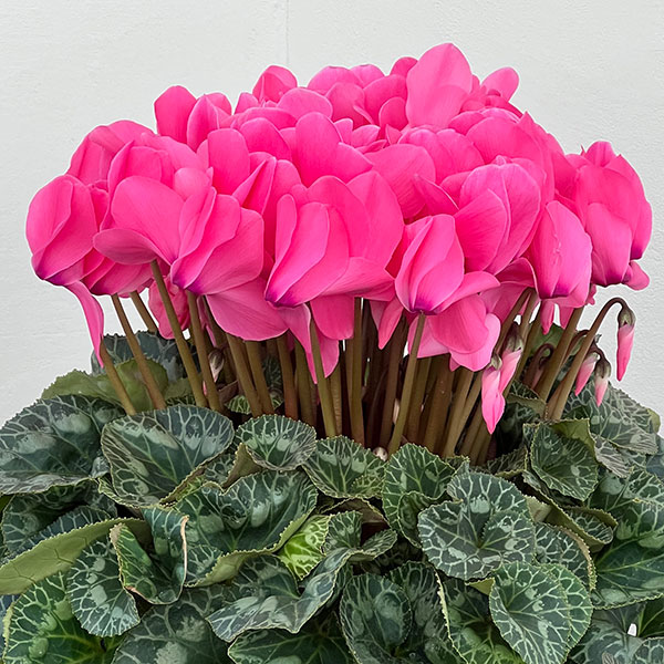 25-03：シクラメン：シューベルト8号鉢植え・福田桂祐氏