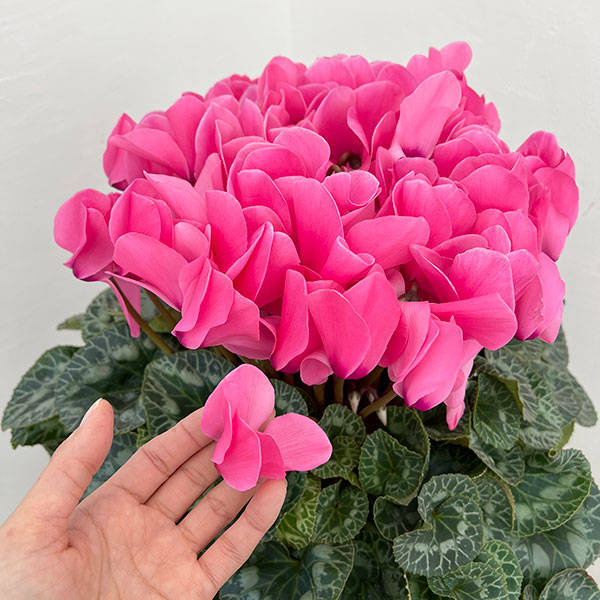 25-03：シクラメン：シューベルト8号鉢植え・福田桂祐氏