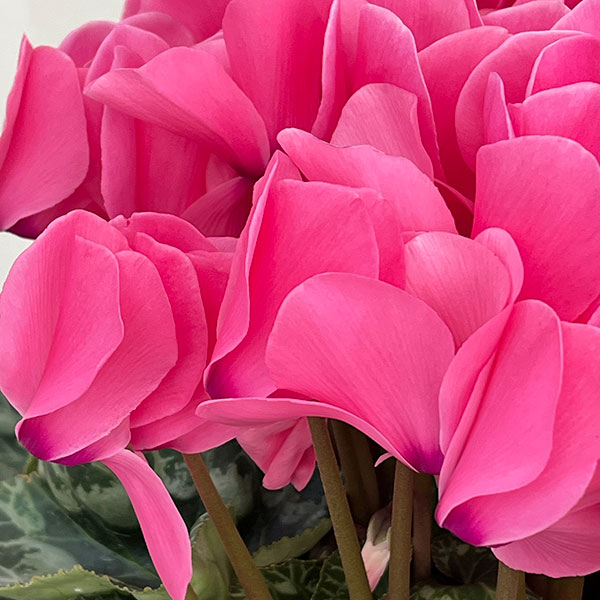 25-03：シクラメン：シューベルト8号鉢植え・福田桂祐氏