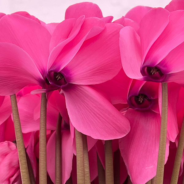 25-03：シクラメン：シューベルト8号鉢植え・福田桂祐氏