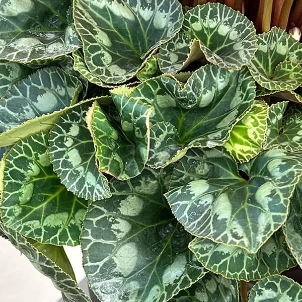 25-03：シクラメン：シューベルト8号鉢植え・福田桂祐氏