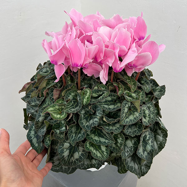 25-04:シクラメン:シューベルト5号鉢植え・佐藤壮真氏