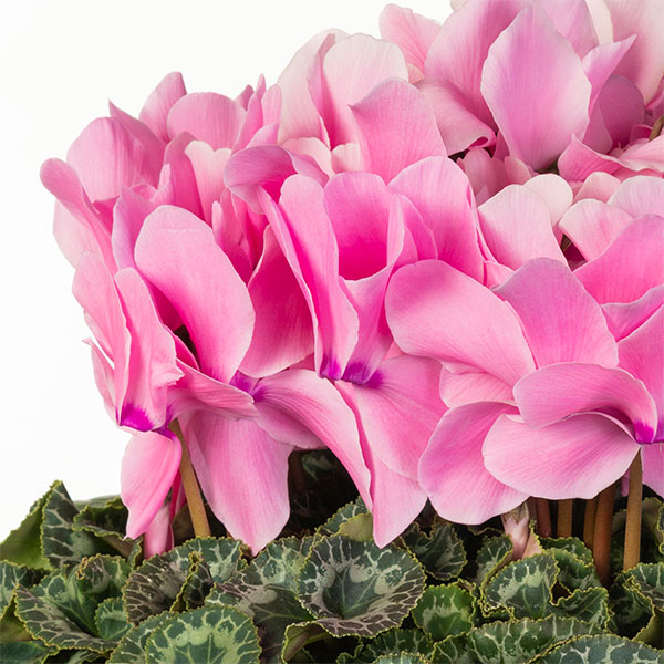 25-04:シクラメン:シューベルト5号鉢植え・佐藤壮真氏