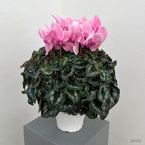 25-04:シクラメン:シューベルト5号鉢植え・佐藤壮真氏