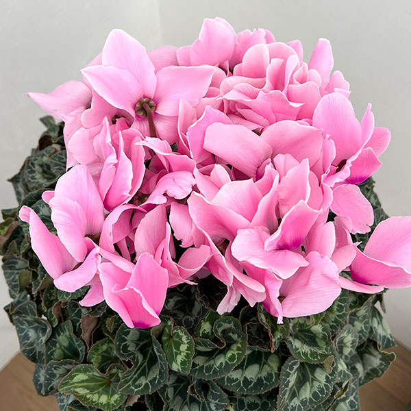 25-04:シクラメン:シューベルト5号鉢植え・佐藤壮真氏