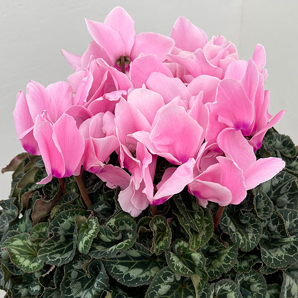 25-04:シクラメン:シューベルト5号鉢植え・佐藤壮真氏