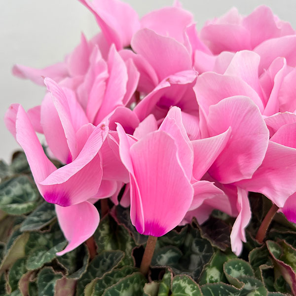 25-04:シクラメン:シューベルト5号鉢植え・佐藤壮真氏