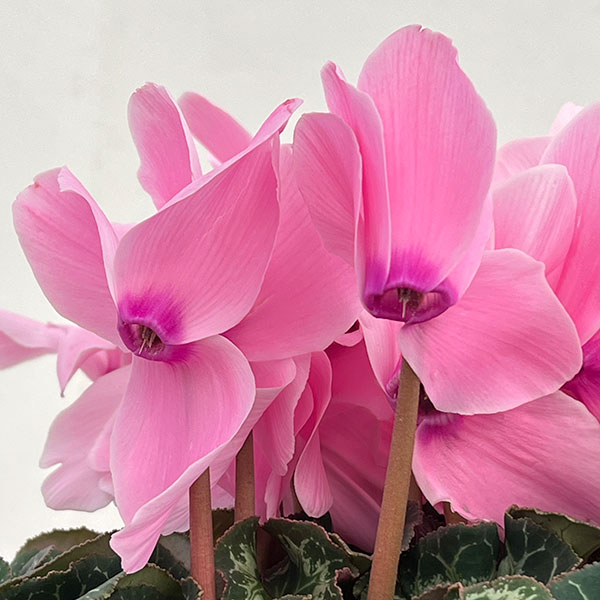 25-04:シクラメン:シューベルト5号鉢植え・佐藤壮真氏